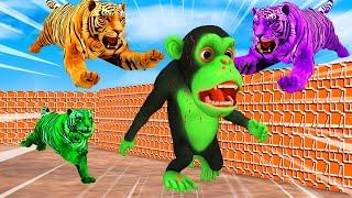 Temple Run Funny Monkey Run away From Zombie Tigers  Zombie Monkey vs Giant Tigers Animal Fight