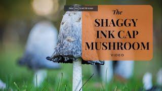 Shaggy Ink Cap Mushrooms The Lawyers Wig