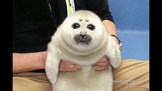 《鳥羽水族館》バイカルアザラシ ニコ 赤ちゃんの頃の特別映像成長記録  Highlights of Seal Pups first year after birth