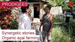 Organic Açai Farming  The Amazon Region  Synergetic Stories  Sustainability  PRODIGEES