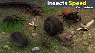 Insects Speed Comparison  Whos the Fastest Bug on Earth?