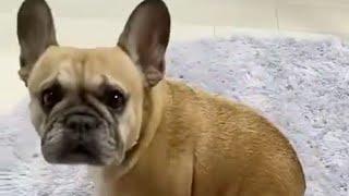A dog surprised by his flatulence
