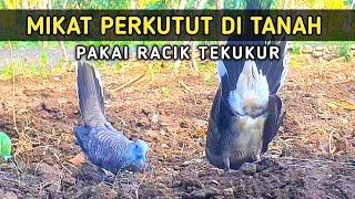 Mikat Perkutut di Tanah Pakai Racik Tekukur @perkututlokalmadura