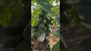 Папайя карликовая мини Papaya Dwarf mini