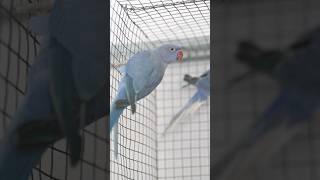 Indian ring neck - Young pair Blue violet split cleartail #ringneckparrot #indianringneck #parrot