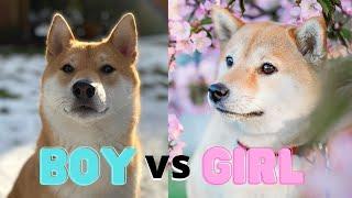 Male vs. Female Shiba Inu Which One Is Better?