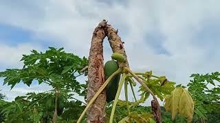 Bakit ko Pinutol ang aking mga Papaya?