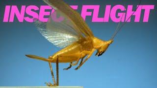 Insects in flight  11 incredible species in SLOW MOTION