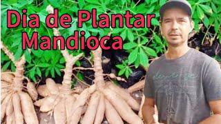 Plantio de Mandioca com Brotação nas Ramas Faz Produzir Muito