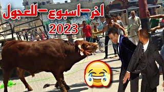 اخر فيديوهات هروب عجول عيد الاضحي المبارك 2023 هتموت من الضحك وهتستغرب من قوتهم 