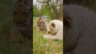 Beautiful Tiger and White Lion Cubs  Nouman Hassan  #tiger #lion