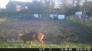 Muntjac