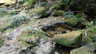 Paphiopedilum Venustum in the wild Meghalaya