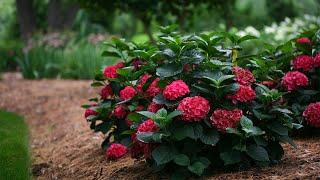 Plant Of The Day September 23 - 29 35% Off