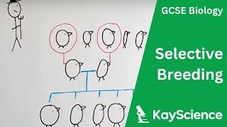 Selective Breeding Explained - GCSE Biology  kayscience.com