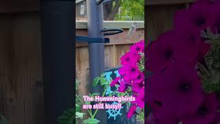 Still seeing this little guy #birds #birdfeeder #nature #backyardanimals #birdslover #hummingbird