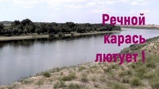 Речной карась супер клёв  + Бонус 