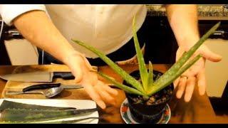 Succo di Aloe Vera e Arancia  Chef Stefano Barbato ITA