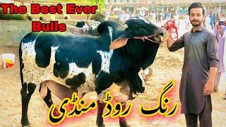 Peshawar Ring Road Mandi 2023 Quality Bulls Maweshi Mandi Peshawar Pakistan 12 June 2023 latest