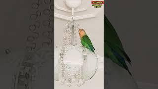 Sevda papağanı  love parrot  Muhabbet kuşu konuşturmaCennet papağanı sesi愛鸚鵡