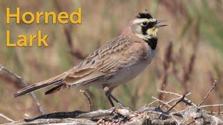 Horned Lark Where the Trees Arent