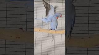 Ring Neck parakeet blue violet 2023 youngsters #parrot #ringneck  #ringneckparrot