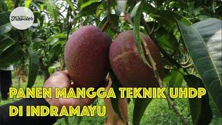 WISATA PETIK MANGGA DI AGRIMANIA FARM INDRAMAYU