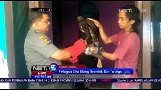 Termasuk Burung Dilindungi Petugas Sita Elang Brontok Dari Warga- NET 5