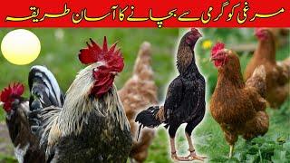 Murgi ko garmi se kaise bachaye  Best Summer Management of chickens  Chicken heat stroke  Poultry