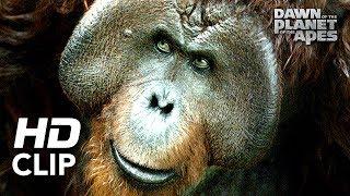 Dawn of the Planet of the Apes  Hanging Out  Clip HD