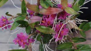 Dendrobium hibiki - что надо для цветения?