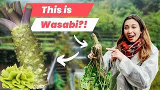 Wasabi Feast Harvesting Fresh Wasabi  in Izu Shizuoka