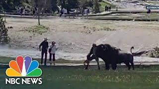 Bison Gores Yellowstone National Park Visitor