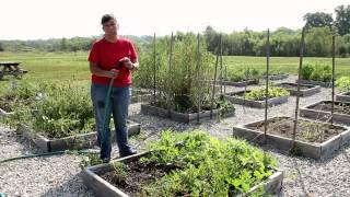 How to Water Cantaloupes Melons & Watermelons  Growing Melons