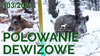 SUDECKA OSTOJA 1032021 Polowanie Zbiorowe. Driven Hunt in Poland. chasse en Battue de sanglier