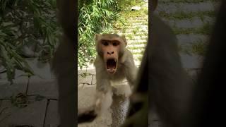 bandar  monkey  bandar ka hamla  monkey attack  angry monky  gusse wala bandar