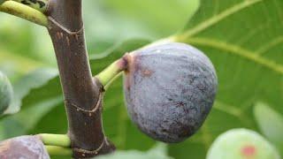 Pastiliere Fig  Comprehensive Fig Variety Review - As Good AS It Gets