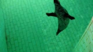 Seals at Aquarium in Bergen