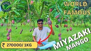 The Only Miyazaki mango farming in India Egg of the sun mango Video You Need to Watch