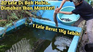 KELAPARAN ABIS PUASA KASIH MAKAN IKAN MONSTER PAKE LELE BESAR