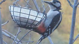 Buntspechte an der Futterstation Ruf Gesang Stimme Great Spotted Woodpecker