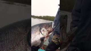Королевский лосось в деле King Salmon Fishing