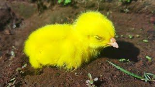 Koleksi Anak Ayam rainbow warna warni Ayam pelangi lucu lucu Ayam hijau biru merah