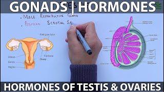 Gonads and Hormones