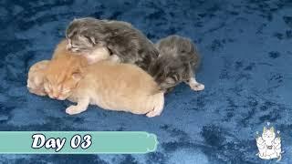 New Born Persian Kittens  Day 1 to Day 7  Day One To One Week