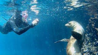 Snorkeling in the Galápagos Islands