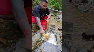 Sluice Gold  #goldprospecting #goldpanning #goldsluice #goldnuggets #goldnugget #treasure