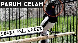 Kacer Paruh Celah bersuara Emas @Cuni Kicau