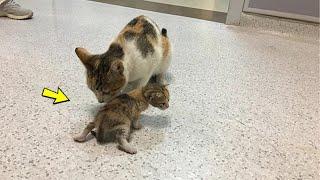 Eine Straßenkatze brachte ihr Kätzchen ins Krankenhaus und bat um Hilfe..
