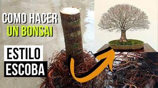 3 years of work summarized in 5 minutes  How to make a hokidachi broom-style elm bonsai